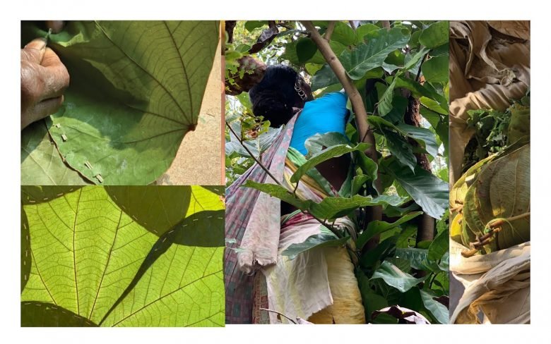 Ria Shah 的原生小径