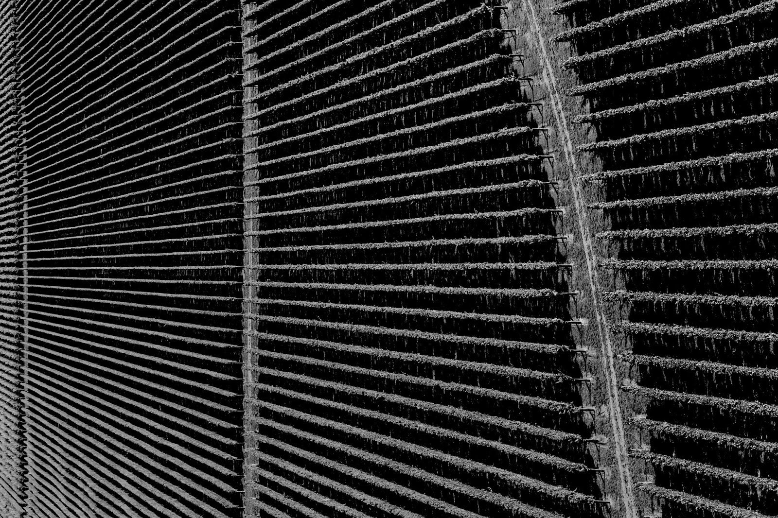 Plume 优质葡萄酒系列采用创意方法