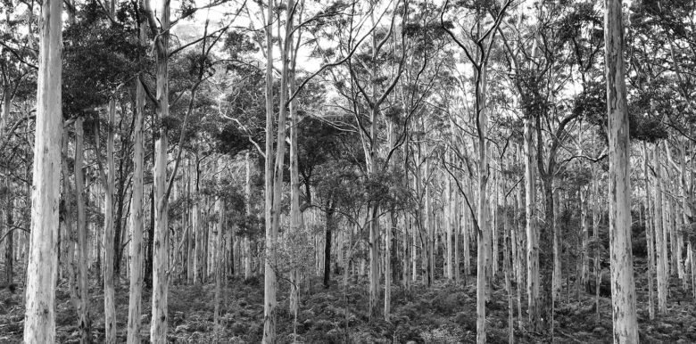 Harcus Design 设计的三棵榆树 Harcus Design 设计的三棵榆树