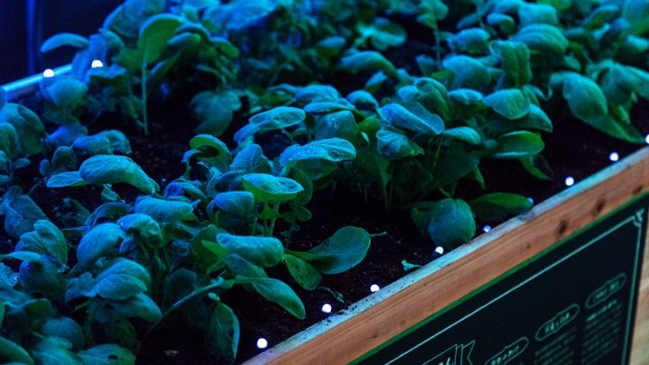 日本东京 PARTY 设计的触摸感应温室装置