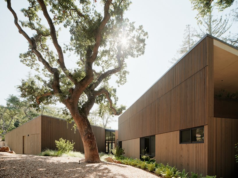 现场建筑将其黎明岭房屋分开,以容纳现有的橡树 现场建筑将其黎明岭房屋分开,以容纳现有的橡树