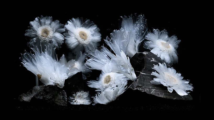 在 luna ikuta 的《来世：颠茄》中，透明的花朵栖息在神秘的水生花园中