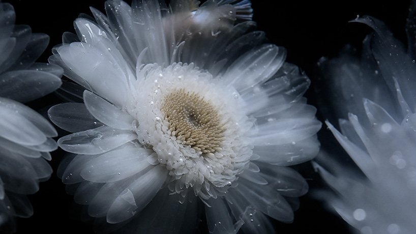 在 luna ikuta 的《来世：颠茄》中，透明的花朵栖息在神秘的水生花园中