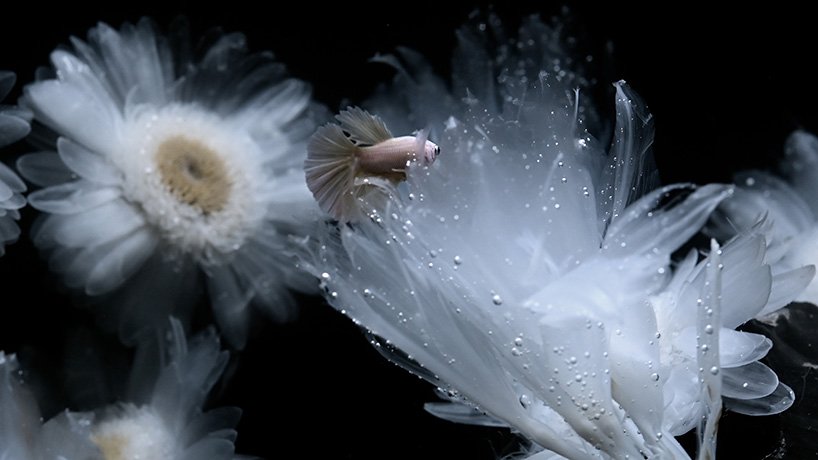 在 luna ikuta 的《来世：颠茄》中，透明的花朵栖息在神秘的水生花园中