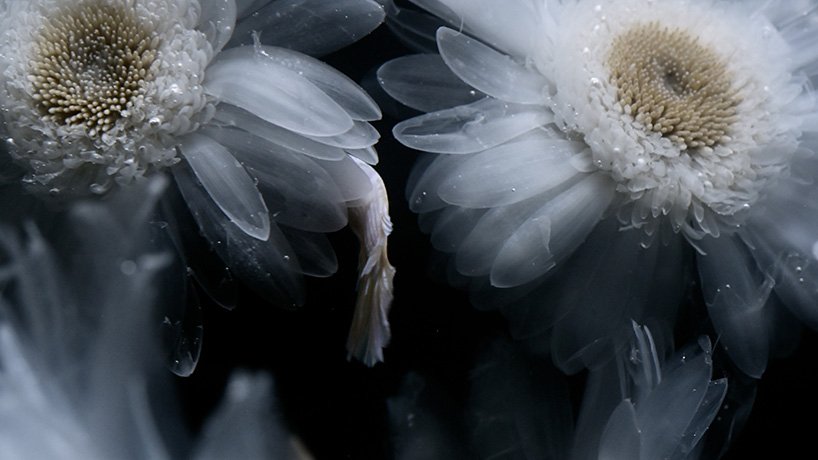 在 luna ikuta 的《来世：颠茄》中，透明的花朵栖息在神秘的水生花园中