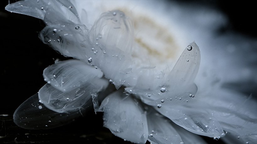 在 luna ikuta 的《来世：颠茄》中，透明的花朵栖息在神秘的水生花园中