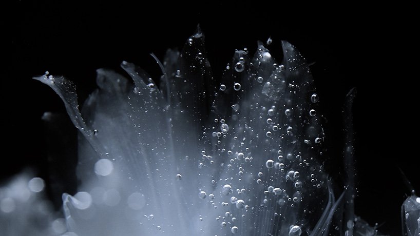 在 luna ikuta 的《来世：颠茄》中，透明的花朵栖息在神秘的水生花园中