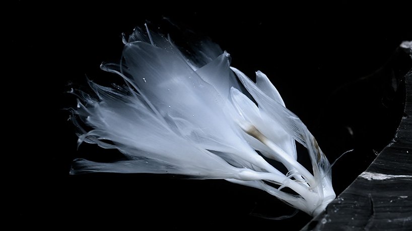 在 luna ikuta 的《来世：颠茄》中，透明的花朵栖息在神秘的水生花园中