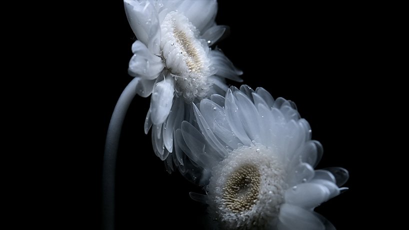 在 luna ikuta 的《来世：颠茄》中，透明的花朵栖息在神秘的水生花园中