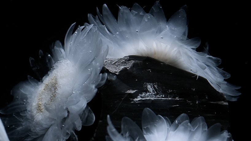 在 luna ikuta 的《来世：颠茄》中，透明的花朵栖息在神秘的水生花园中