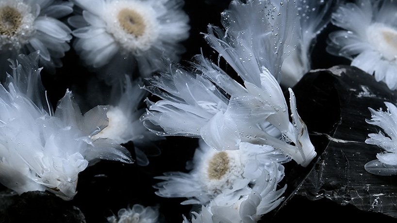 在 luna ikuta 的《来世：颠茄》中，透明的花朵栖息在神秘的水生花园中