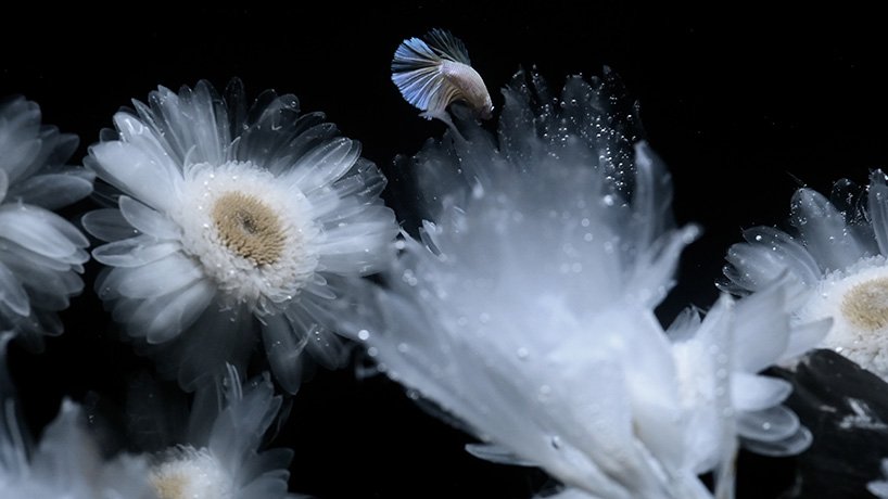 在 luna ikuta 的《来世：颠茄》中，透明的花朵栖息在神秘的水生花园中