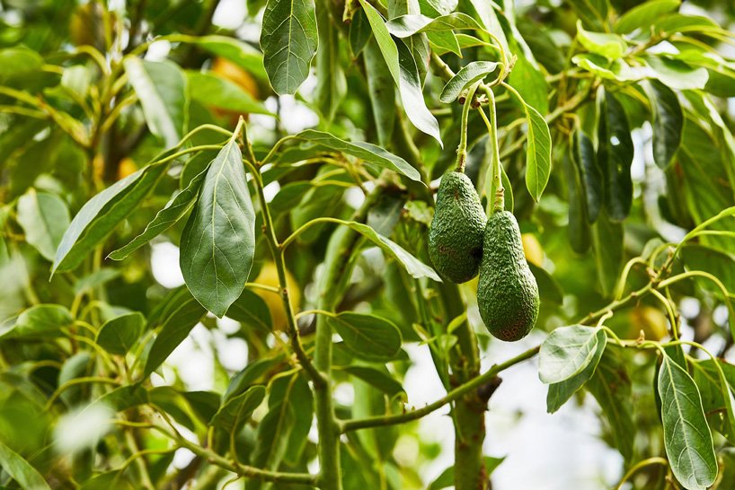 伦敦 studio weave 的小温室里生长着热带物种的可食用丛林