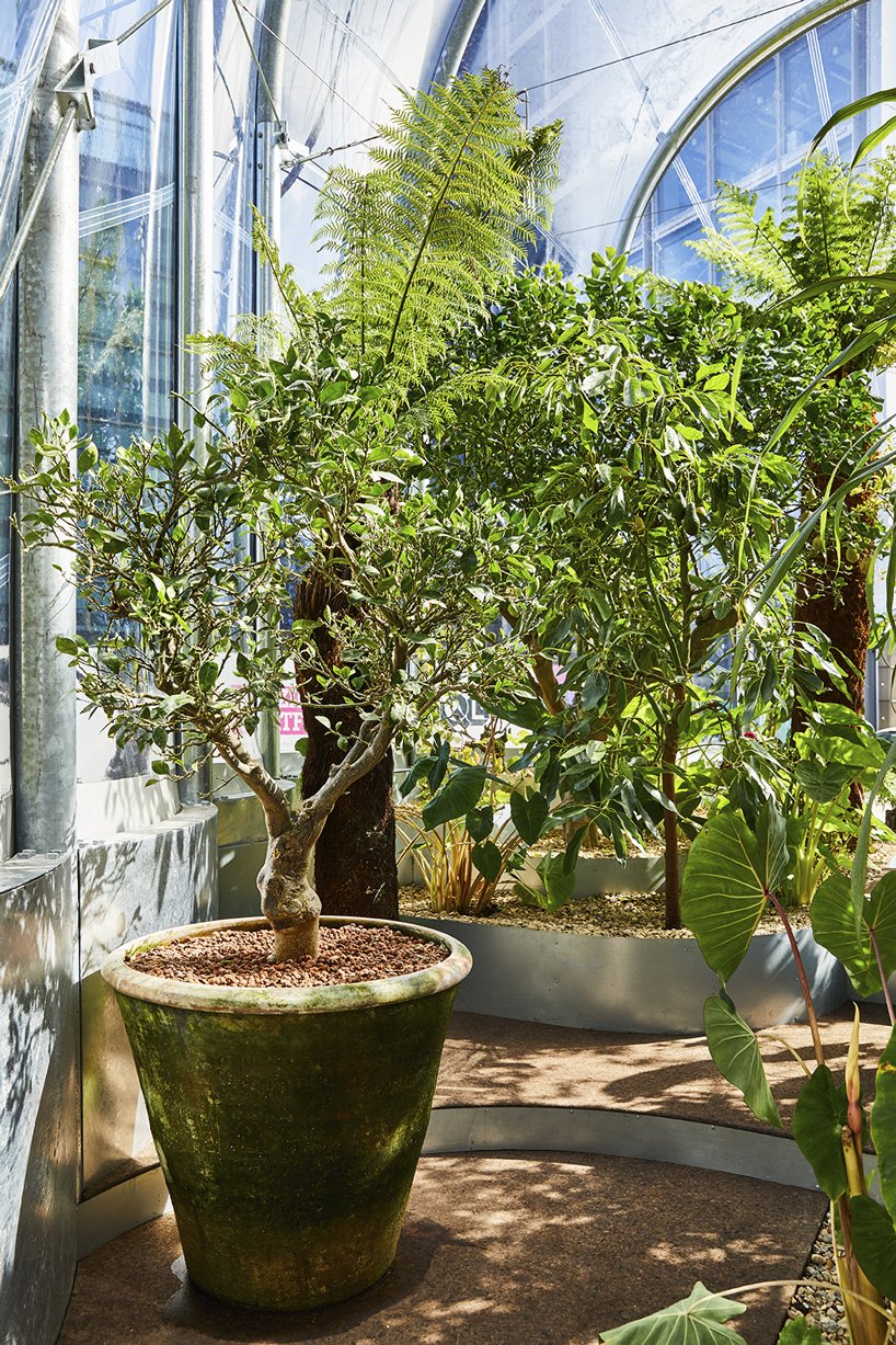 伦敦 studio weave 的小温室里生长着热带物种的可食用丛林